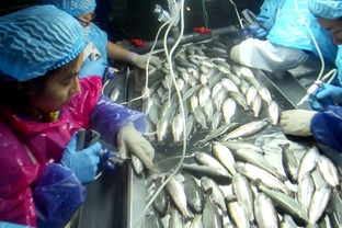 海水養殖魚類病害防控生物制品研發與應用 項目通過階段驗收